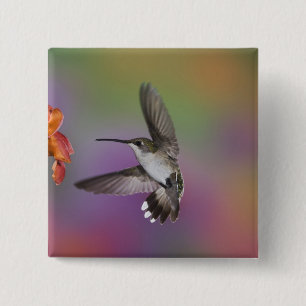 Chapa Cuadrada Colibrí garganta rubí hembra en vuelo