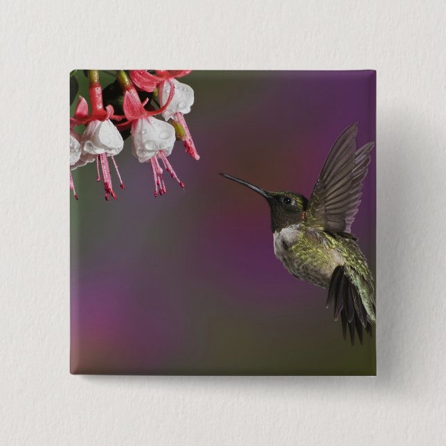 Chapa Cuadrada Colibrí garganta rubí macho (Anverso)