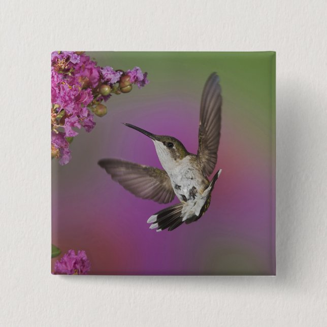 Chapa Cuadrada Colibrí garganta rubí macho juvenil (Anverso)