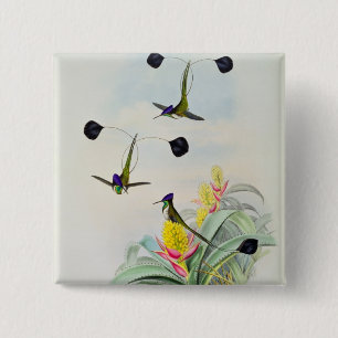 Chapa Cuadrada Colibrí, grabado por Gualterio y Cohn