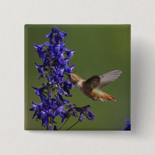 Chapa Cuadrada Colibrí rufescente