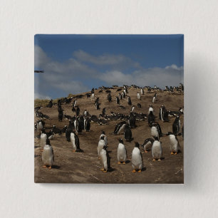 Chapa Cuadrada colonia de pingüino de Gentoo (Pygoscelis papua) e
