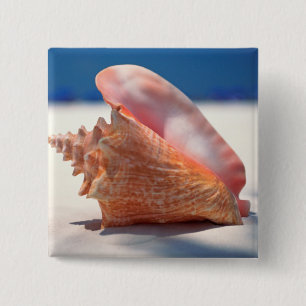 Chapa Cuadrada Concha Shell en la playa 2