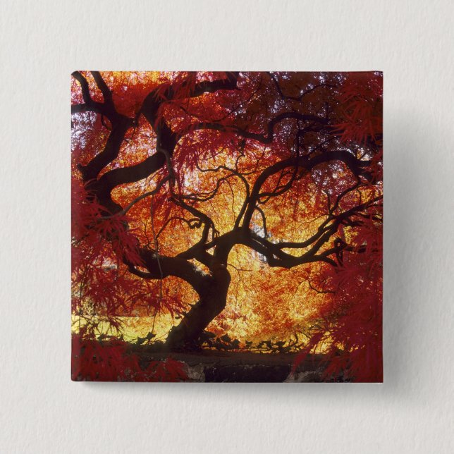 Chapa Cuadrada Connecticut: Darien, el arce japonés 'Acer (Anverso)