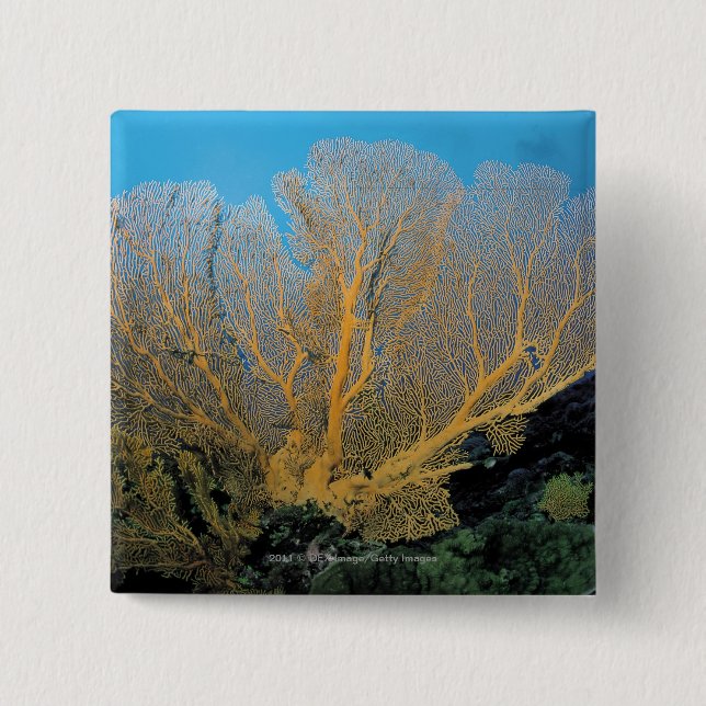 Chapa Cuadrada Coral de Gorgonian (Anverso)