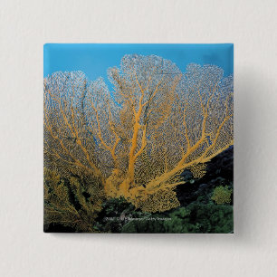 Chapa Cuadrada Coral de Gorgonian