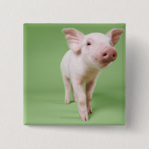 Chapa Cuadrada Corte de estudio de un piglet de pie