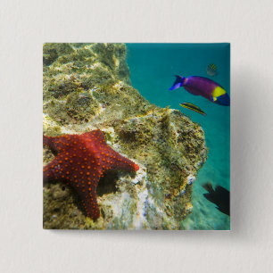 Chapa Cuadrada Cortez Rainbow Wrasse macho y hembra y mar