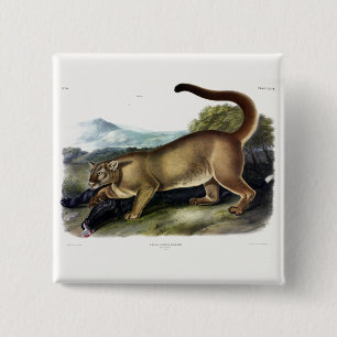 Chapa Cuadrada Cougar, o Puma, Panther, León de Montaña, Catamoun