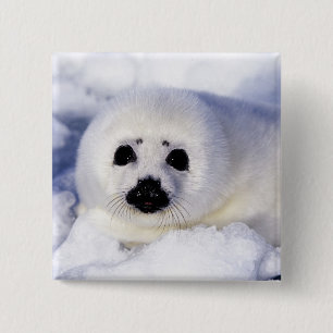 Chapa Cuadrada Cría de foca arpía hielo Golfo de San Lorenzo,