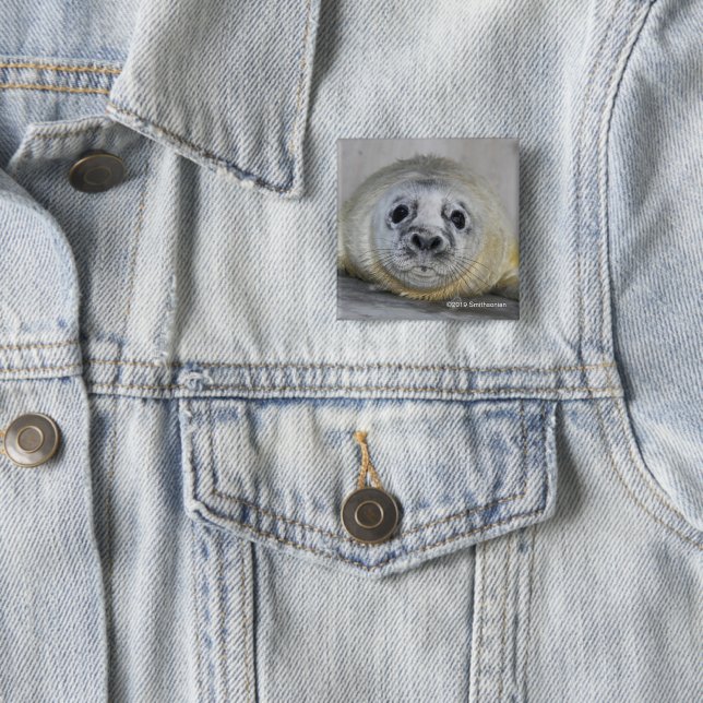 Chapa Cuadrada Cría de foca gris (In situ)