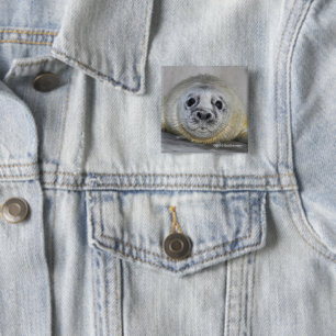 Chapa Cuadrada Cría de foca gris