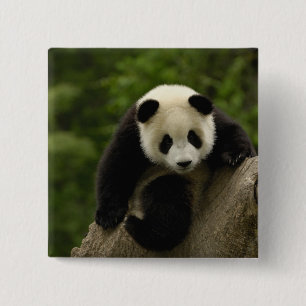 Chapa Cuadrada cría de panda gigante