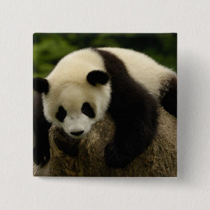 Chapa Cuadrada Cría de panda gigante (Ailuropoda melanoleuca)