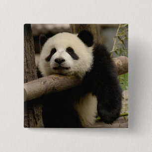 Chapa Cuadrada cría de panda gigante (Ailuropoda melanoleuca)