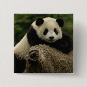 Chapa Cuadrada cría de panda gigante (Ailuropoda melanoleuca)