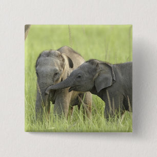Chapa Cuadrada Crías de elefante indio / asiático