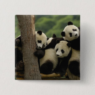 Chapa Cuadrada Crías de panda gigante (Ailuropoda melanoleuca)
