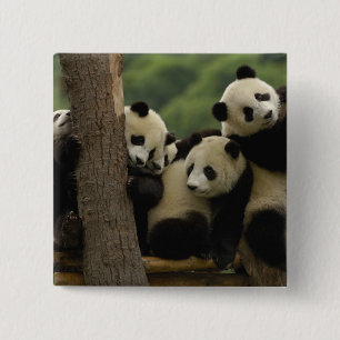 Chapa Cuadrada Crías de panda gigante (Ailuropoda melanoleuca)
