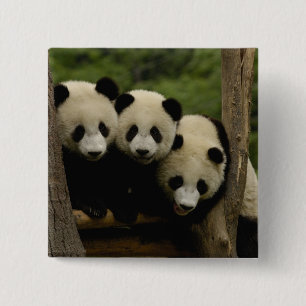 Chapa Cuadrada crías de panda gigante Ailuropoda melanoleuca)