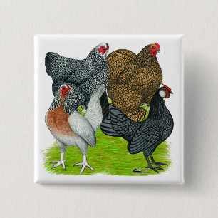 Chapa Cuadrada Cuarteto pequeno de la gallina