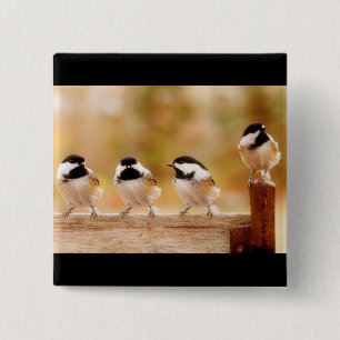Chapa Cuadrada Cuatro pequeños chickadees
