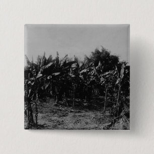 Chapa Cuadrada Cultivo del plátano, Trinidad, c.1891