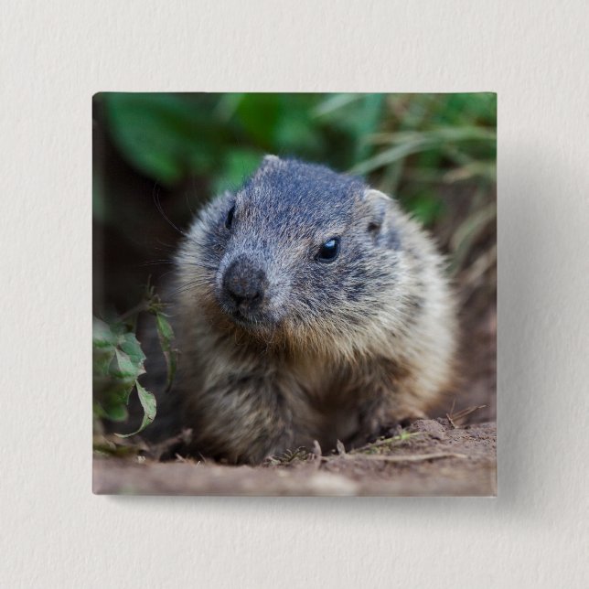 Chapa Cuadrada Curious Baby Marmot Badge (Anverso)
