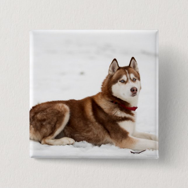 Chapa Cuadrada Cute siberian Husky retrato (Anverso)