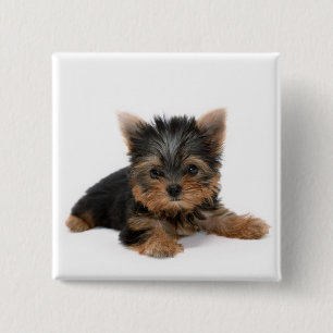 Chapa Cuadrada Cute Yorkshire Terrier Puppy