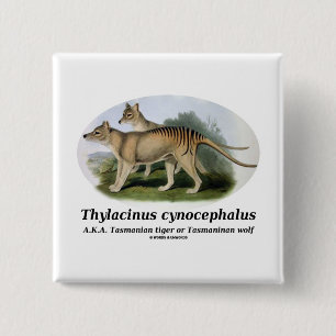 Chapa Cuadrada Cynocephalus del Thylacinus (tigre o lobo tasmano)