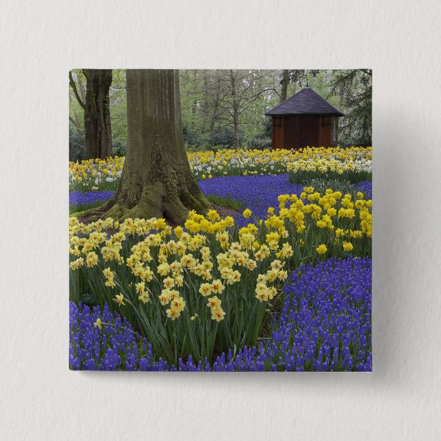 Chapa Cuadrada Daffodils, jacinto de uva y jardín tulipán, (Anverso)