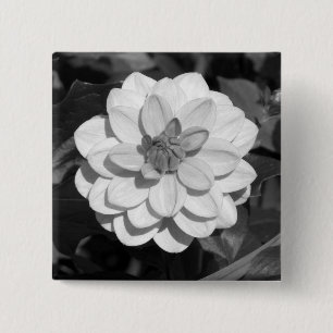 Chapa Cuadrada Dahlia 'David Howard' B&W