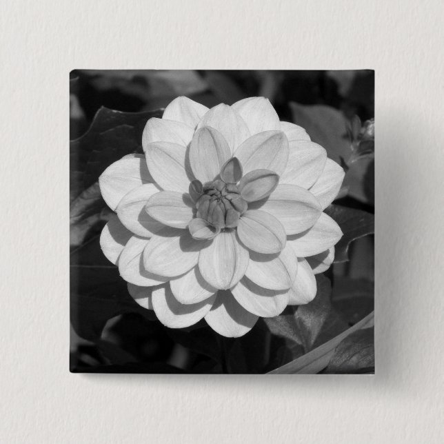 Chapa Cuadrada Dahlia 'David Howard' B&W (Anverso)