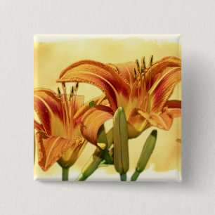 Chapa Cuadrada Daylilies - Hemerocallis