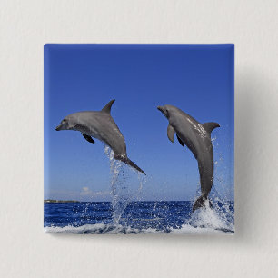 Chapa Cuadrada Delfin 2