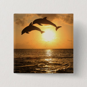 Chapa Cuadrada Delfin 3