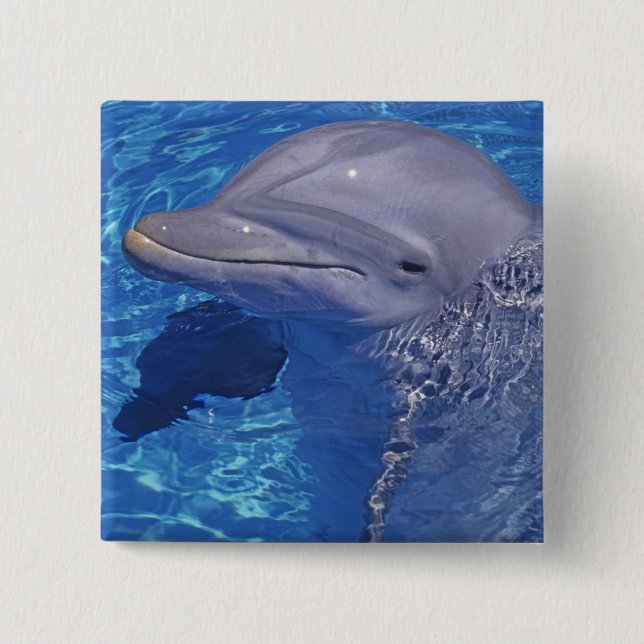 Chapa Cuadrada Delfín de Bottlenose, Tursiops Truncatus (Anverso)