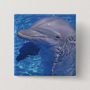 Chapa Cuadrada Delfín embotellado, Tursiops Truncatus