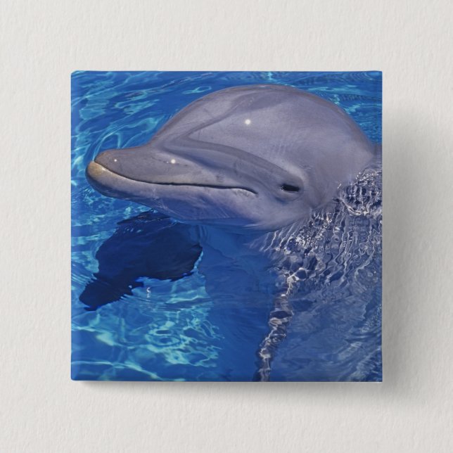 Chapa Cuadrada Delfín embotellado, Tursiops Truncatus (Anverso)