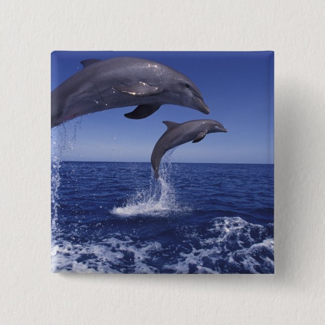 Chapa Cuadrada delfines de bottlenose del Caribe (Anverso)
