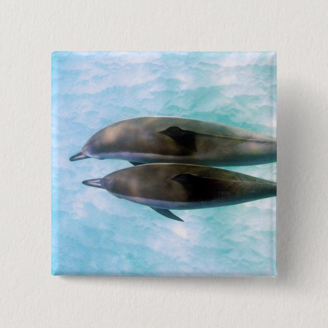 Chapa Cuadrada Delfínes del hilandero el | Oahu Hawaii (Anverso)
