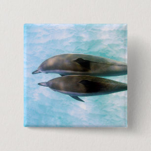 Chapa Cuadrada Delfínes del hilandero el   Oahu Hawaii