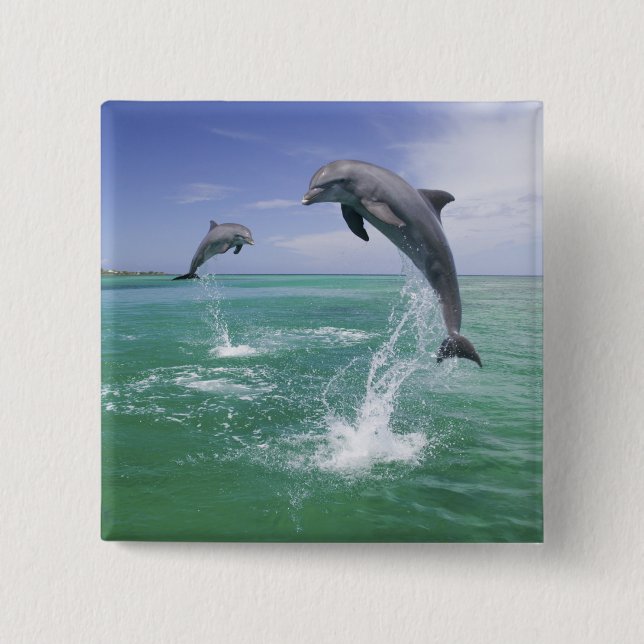 Chapa Cuadrada Delfines mulares Tursiops truncatus (Anverso)