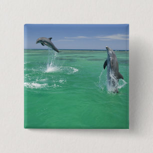 Chapa Cuadrada Delfines mulares Tursiops truncatus