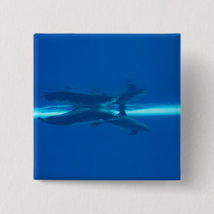 Chapa Cuadrada Delfines y reflexiones