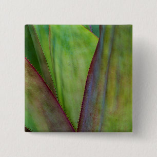 Chapa Cuadrada Detalle de planta agave