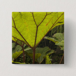 Chapa Cuadrada Detalle de planta en un jardín botánico, Ecuador 2