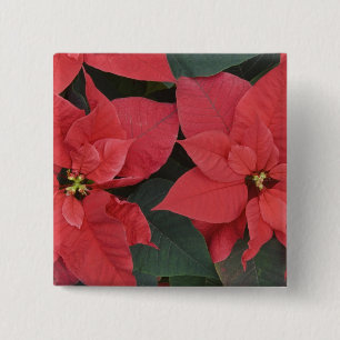 Chapa Cuadrada Detalle de poinsettia roja (Euphorbia pulcherrima)