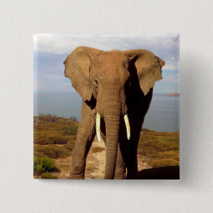 Chapa Cuadrada Día de la Playa del Elefante,